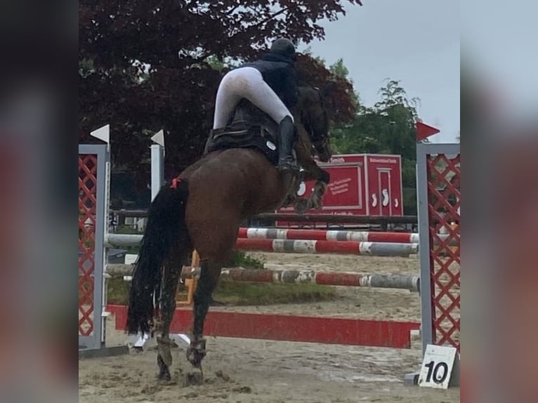 Westfaliano Giumenta 12 Anni 166 cm Baio in Wetter (Ruhr)