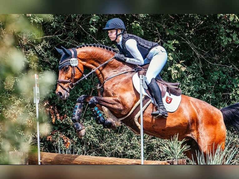 Westfaliano Giumenta 12 Anni 166 cm Baio in Wetter (Ruhr)