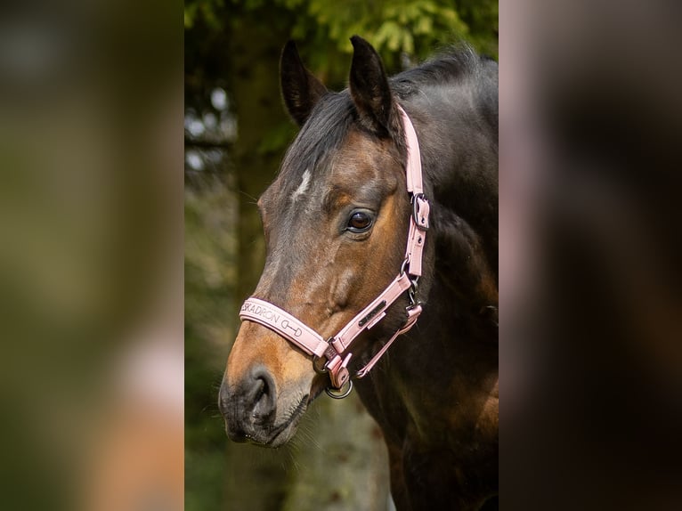Westfaliano Giumenta 12 Anni 166 cm Baio scuro in Hohenahr