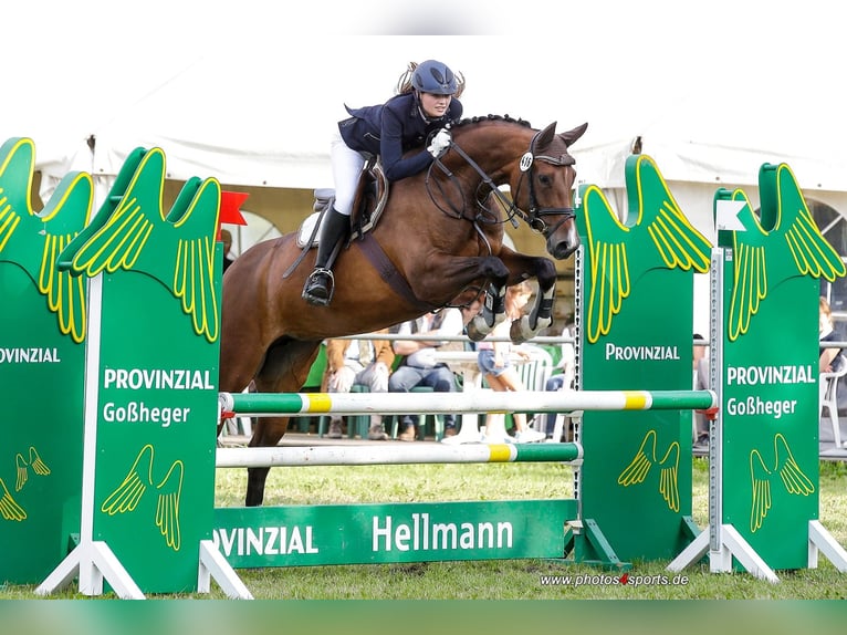 Westfaliano Giumenta 12 Anni 167 cm Baio in Sendenhorst