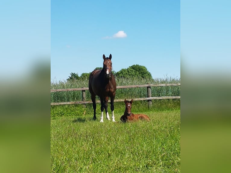 Westfaliano Giumenta 12 Anni 167 cm Baio in Sendenhorst