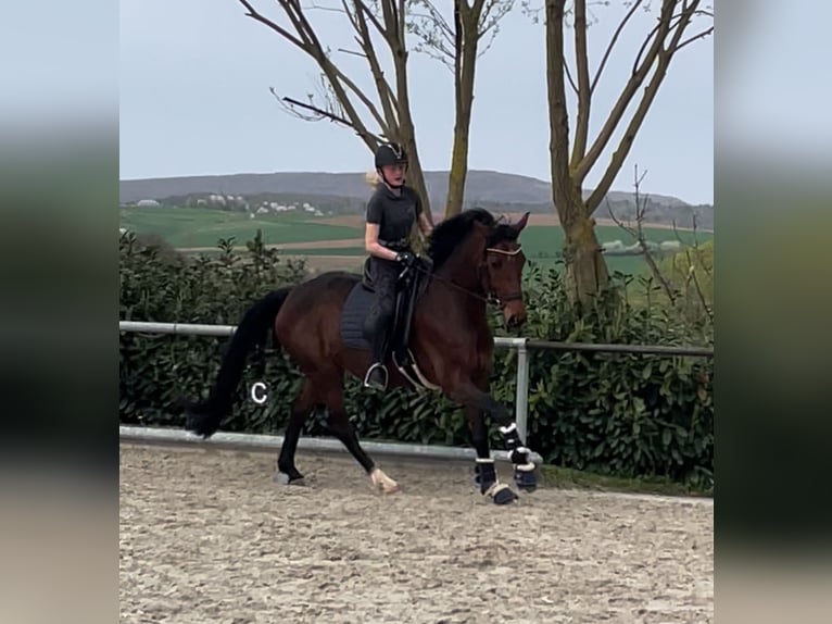 Westfaliano Giumenta 12 Anni 167 cm Baio in Ebergötzen