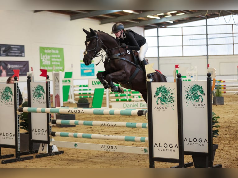 Westfaliano Giumenta 12 Anni 167 cm Baio nero in Wesel