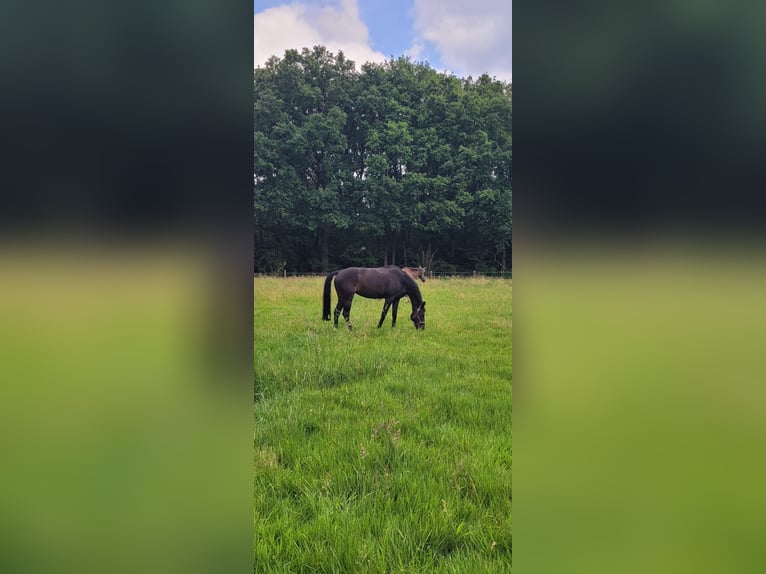 Westfaliano Giumenta 12 Anni 167 cm Baio scuro in Hamm
