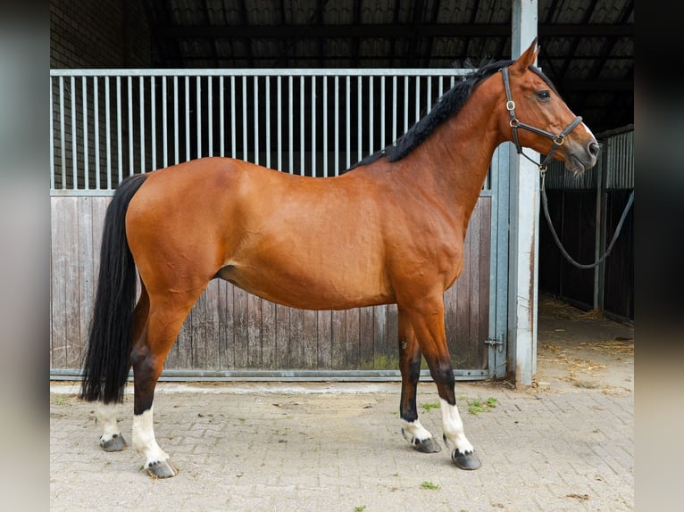 Westfaliano Giumenta 12 Anni 168 cm Baio in Stokkum