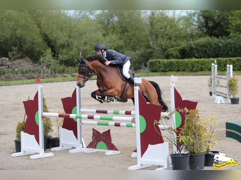 Westfaliano Giumenta 12 Anni 168 cm Baio ciliegia in Naas