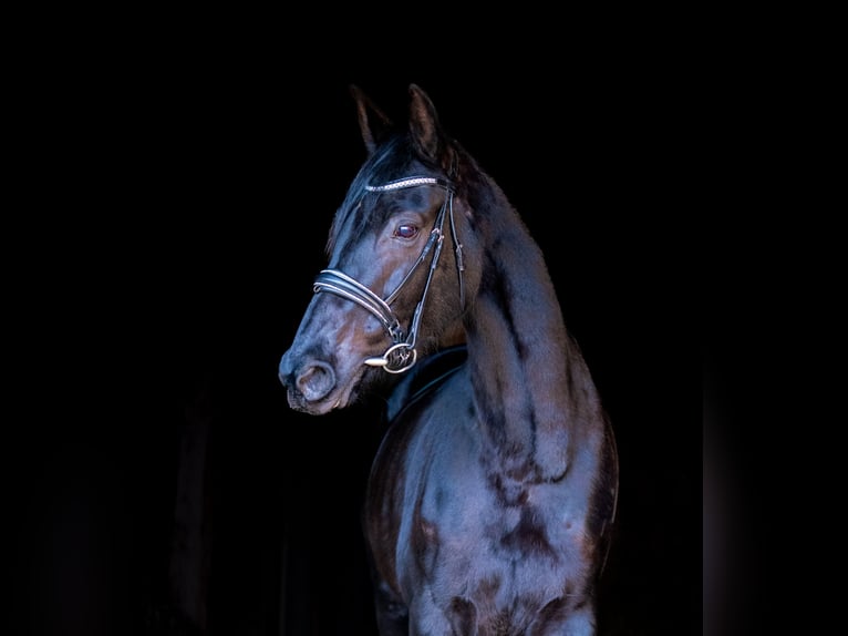 Westfaliano Giumenta 12 Anni 168 cm Morello in Argenbühl
