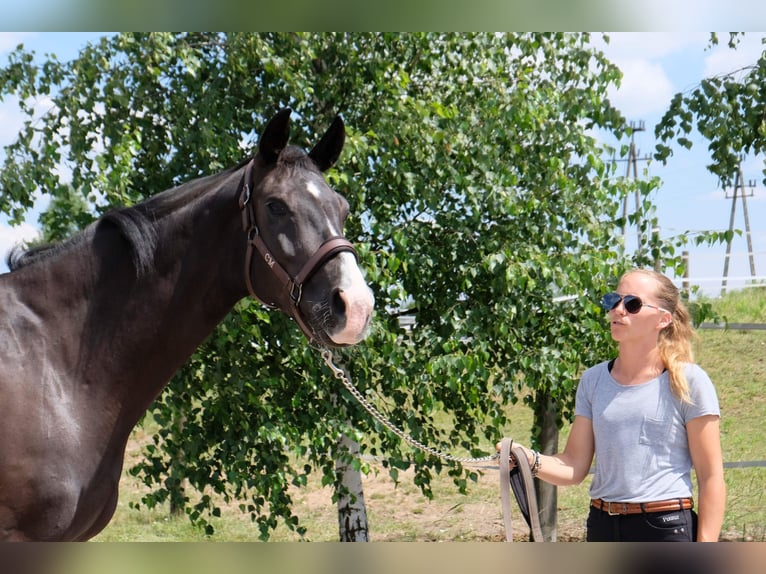 Westfaliano Giumenta 12 Anni 168 cm Morello in Puszcza Mariańska