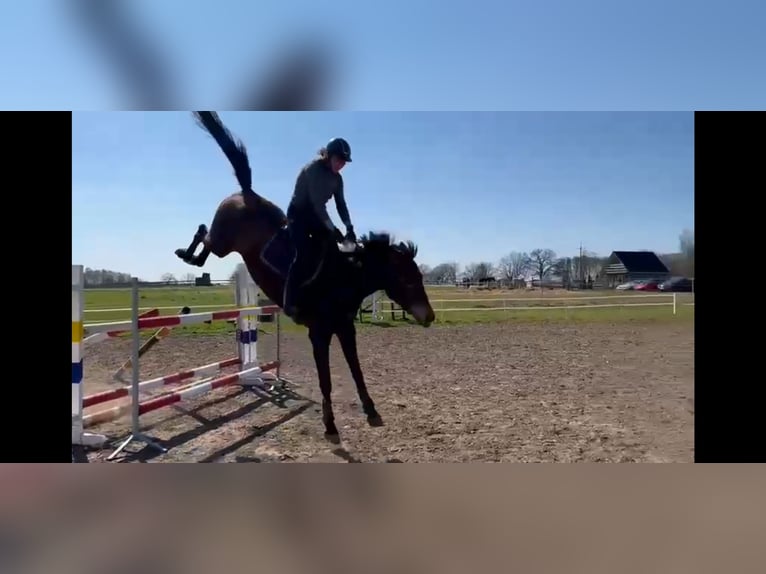 Westfaliano Giumenta 12 Anni 170 cm Baio in Szczecin