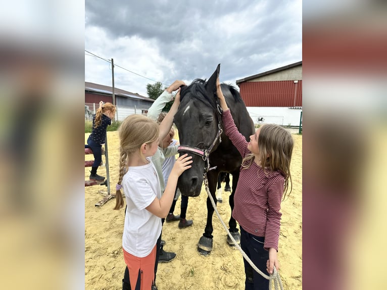 Westfaliano Giumenta 12 Anni 170 cm Morello in Sprockh&#xF6;vel