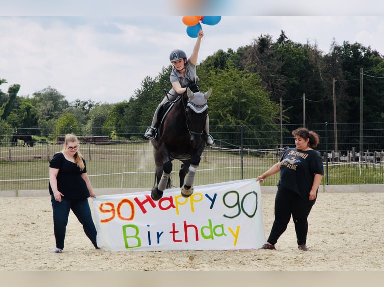 Westfaliano Giumenta 12 Anni 170 cm Morello in Sprockh&#xF6;vel