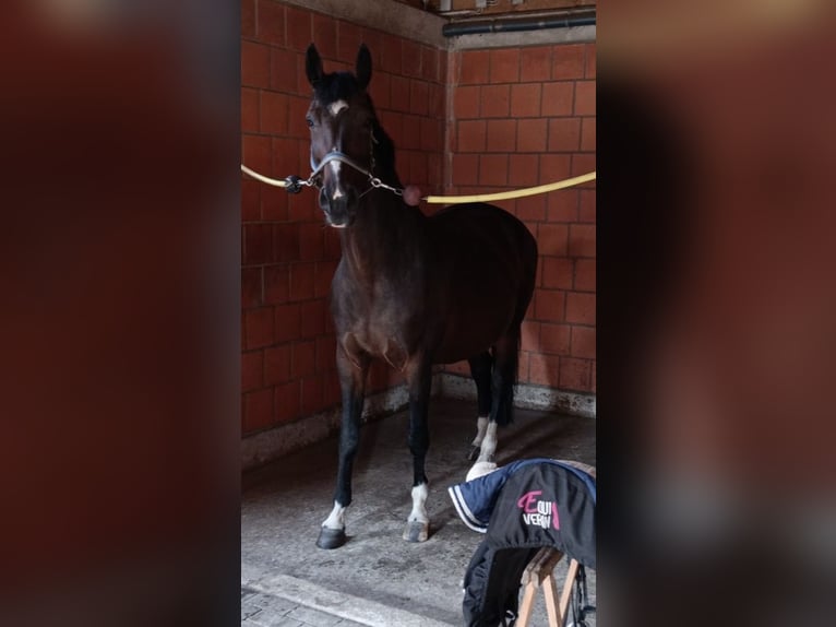 Westfaliano Giumenta 12 Anni 171 cm Baio scuro in Hörstel