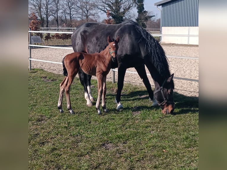 Westfaliano Giumenta 12 Anni 171 cm Baio scuro in Hörstel