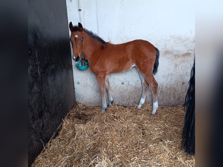 Westfaliano Giumenta 12 Anni 171 cm Baio scuro in Hörstel