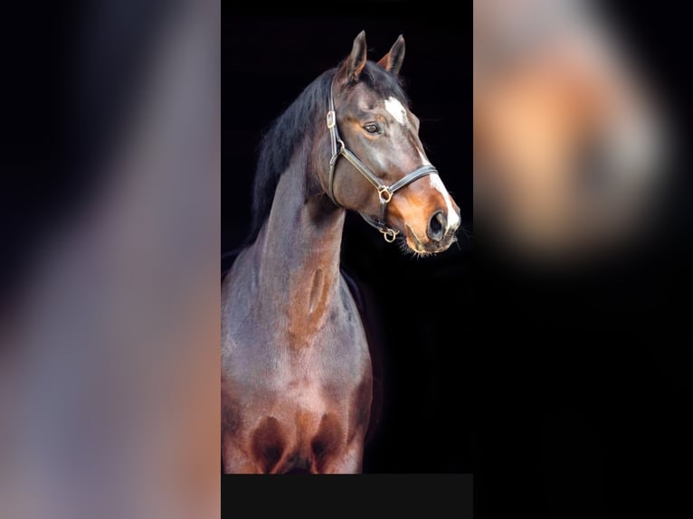 Westfaliano Giumenta 12 Anni 171 cm Baio scuro in Hörstel