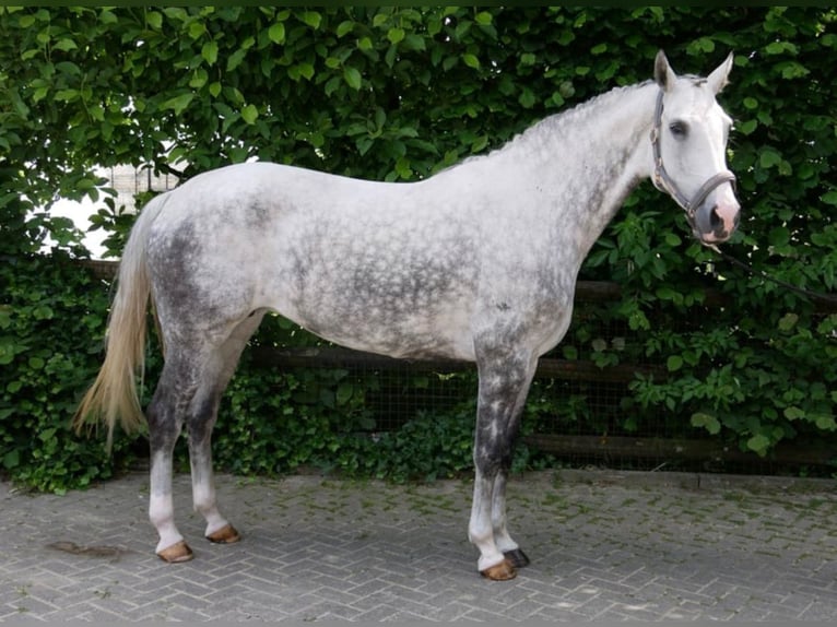 Westfaliano Giumenta 12 Anni 174 cm Grigio pezzato in Eschershausen