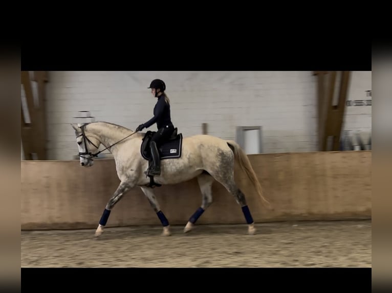 Westfaliano Giumenta 12 Anni 174 cm Grigio pezzato in Eschershausen