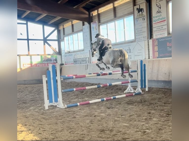 Westfaliano Giumenta 12 Anni 175 cm Grigio in Duisburg