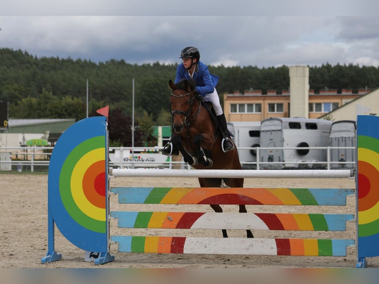 Westfaliano Giumenta 13 Anni 161 cm Baio in Neuzelle