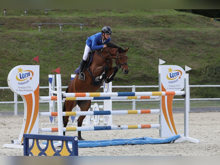 Westfaliano Giumenta 13 Anni 161 cm Baio in Neuzelle