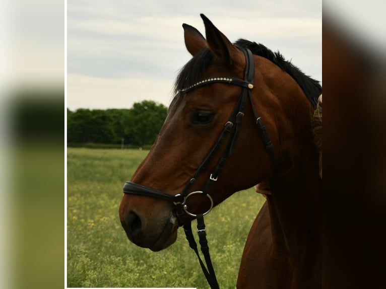 Westfaliano Giumenta 13 Anni 163 cm Baio in Pulheim