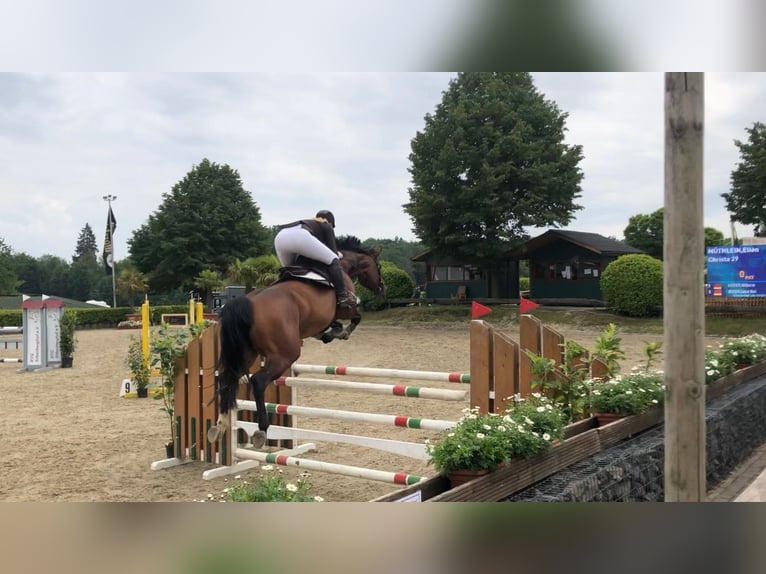 Westfaliano Giumenta 13 Anni 163 cm Baio in Köln