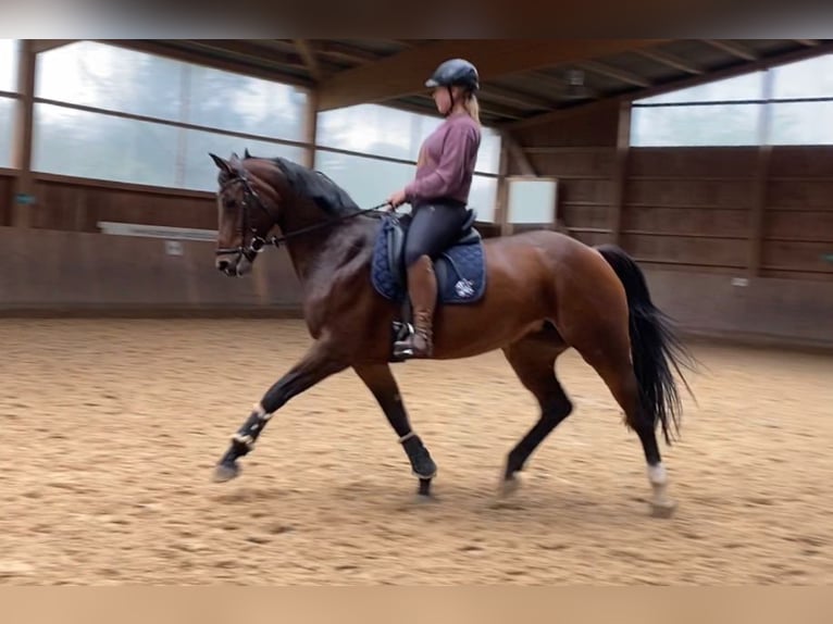 Westfaliano Giumenta 13 Anni 163 cm Baio in Pulheim