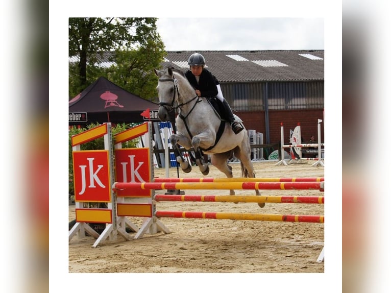 Westfaliano Giumenta 13 Anni 163 cm Grigio in Ibbenb&#xFC;ren