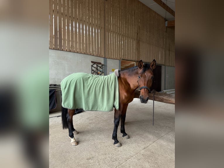 Westfaliano Giumenta 13 Anni 164 cm Baio in Issum