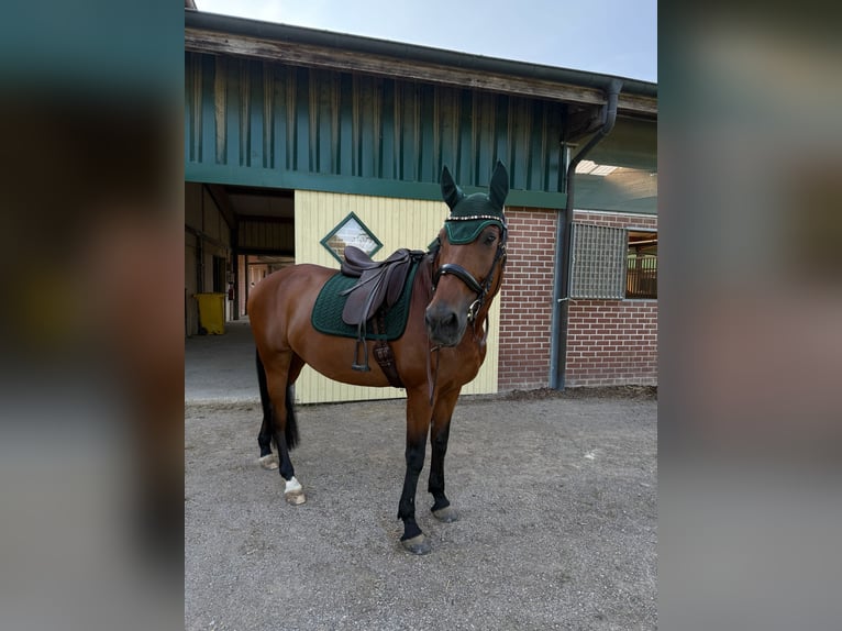 Westfaliano Giumenta 13 Anni 164 cm Baio in Issum