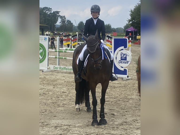 Westfaliano Giumenta 13 Anni 164 cm Baio in Dortmund