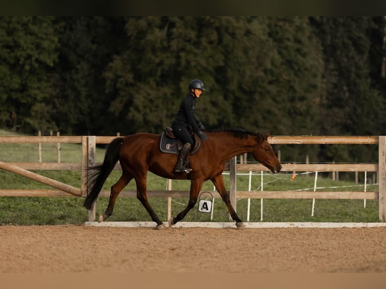 Westfaliano Giumenta 13 Anni 165 cm Baio in Hinteregg
