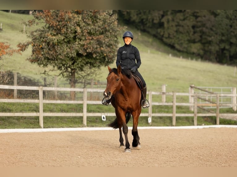 Westfaliano Giumenta 13 Anni 165 cm Baio in Hinteregg