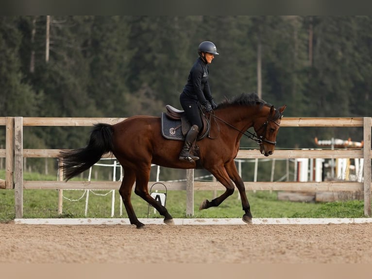 Westfaliano Giumenta 13 Anni 165 cm Baio in Hinteregg