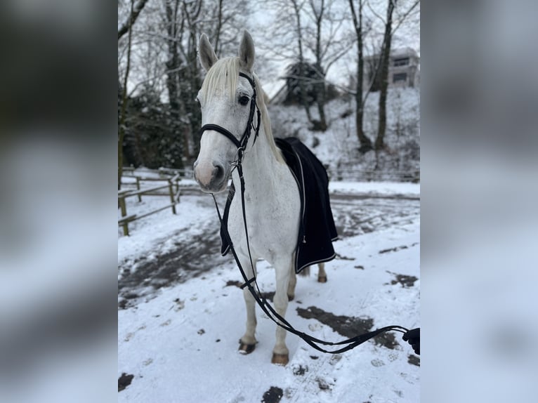 Westfaliano Giumenta 13 Anni 165 cm Grigio in Aachen