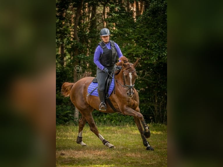 Westfaliano Giumenta 13 Anni 165 cm Sauro scuro in Breda