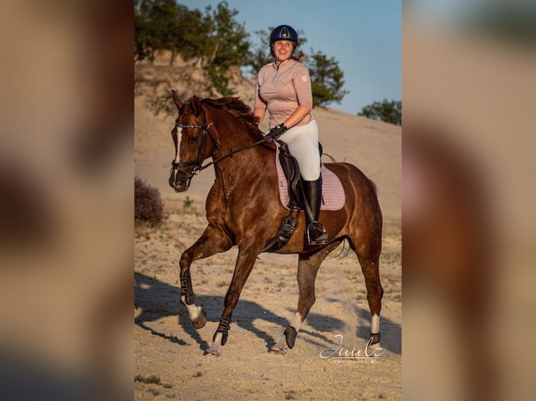 Westfaliano Giumenta 13 Anni 165 cm Sauro scuro in Breda