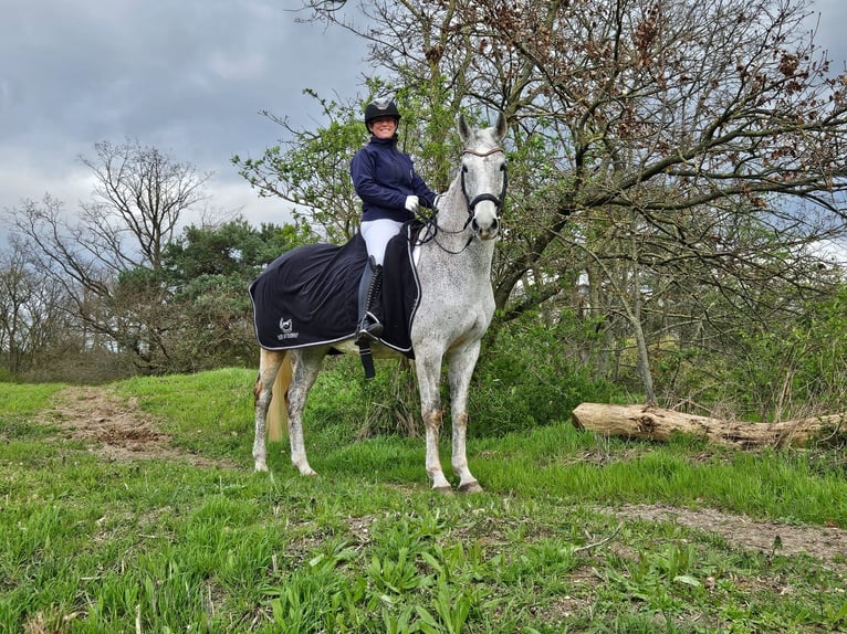 Westfaliano Giumenta 13 Anni 166 cm Grigio trotinato in Langen