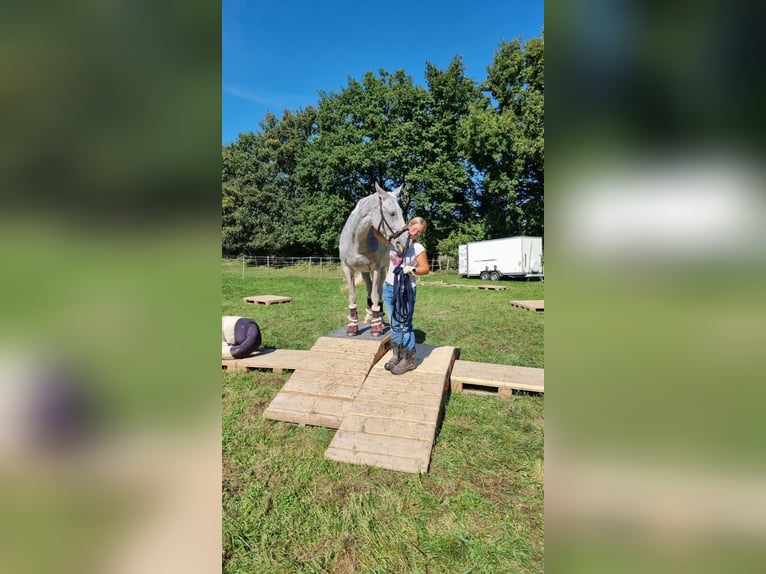 Westfaliano Giumenta 13 Anni 166 cm Grigio trotinato in Langen