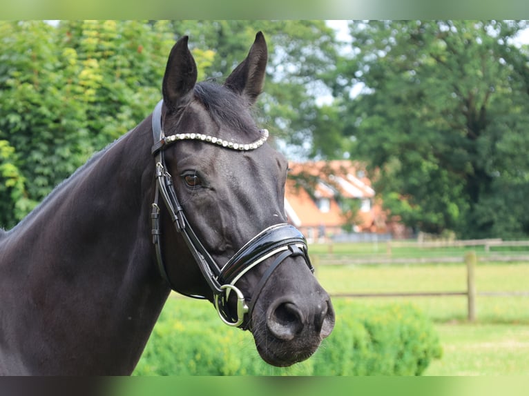 Westfaliano Giumenta 13 Anni 166 cm Morello in Haftenkamp