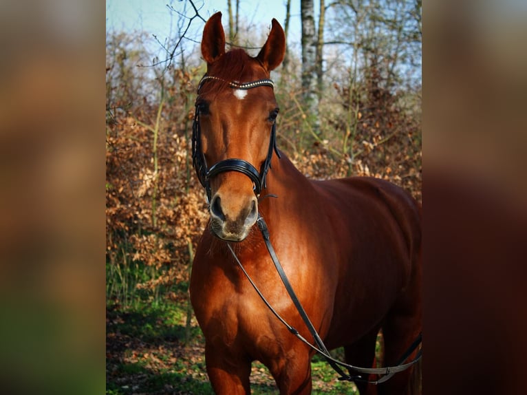 Westfaliano Giumenta 13 Anni 166 cm Sauro in Herzebrock-Clarholz