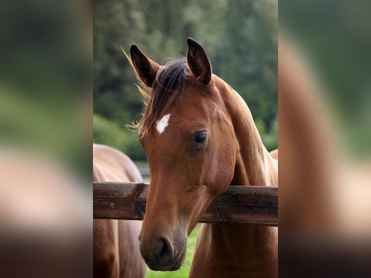 Westfaliano Giumenta 13 Anni 167 cm Baio in Marktoberdorf