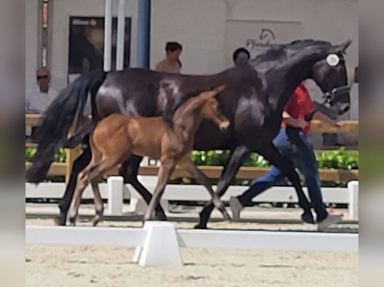 Westfaliano Giumenta 13 Anni 170 cm Baio scuro in Spelle