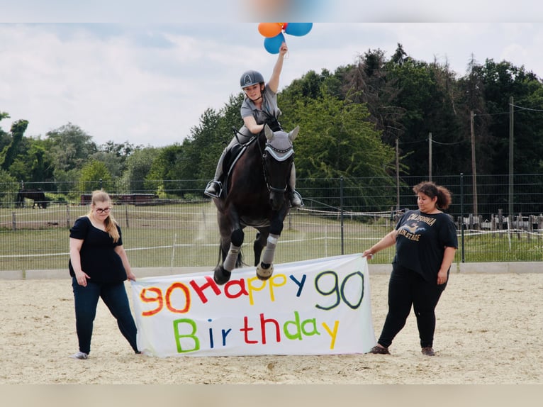 Westfaliano Giumenta 13 Anni 170 cm Morello in Sprockhövel