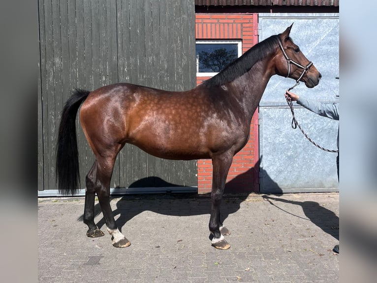 Westfaliano Giumenta 13 Anni 172 cm Baio in Wietmarschen