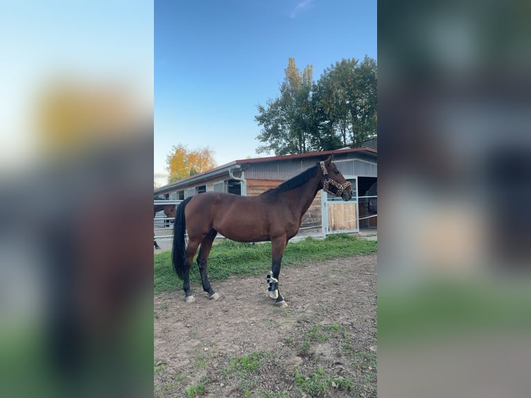 Westfaliano Giumenta 13 Anni 172 cm Baio in Walldorf