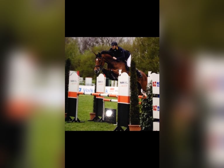 Westfaliano Giumenta 13 Anni 172 cm Baio in Regesbostel