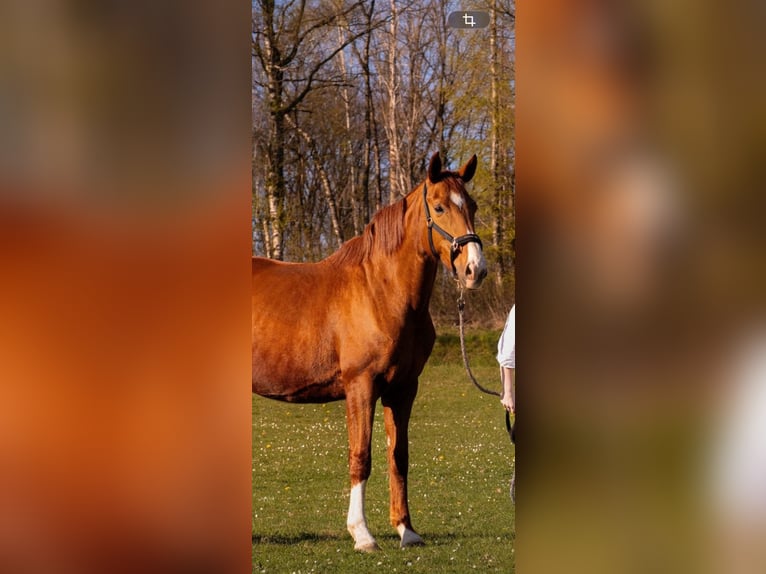 Westfaliano Giumenta 13 Anni 172 cm Sauro in Nümbrecht