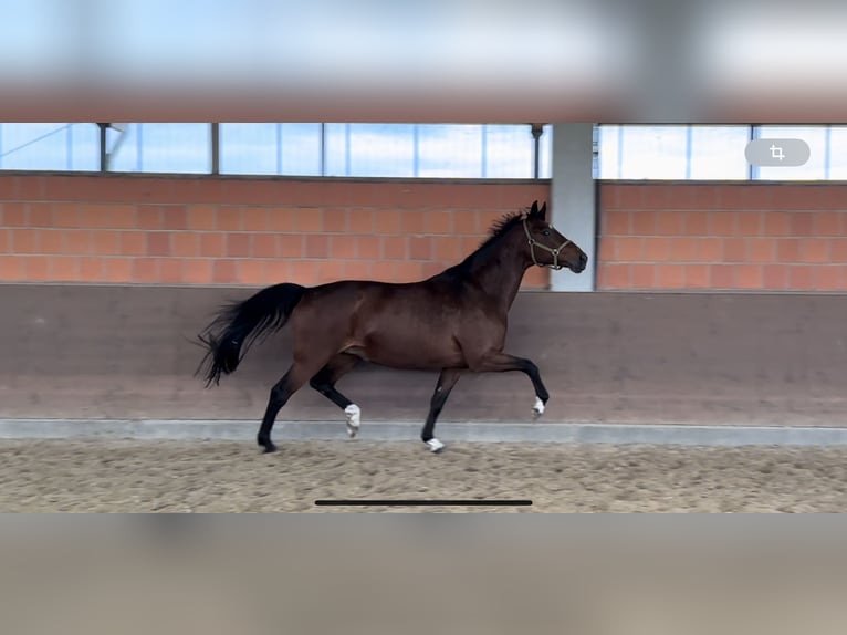 Westfaliano Giumenta 13 Anni 173 cm Baio in Langwedel