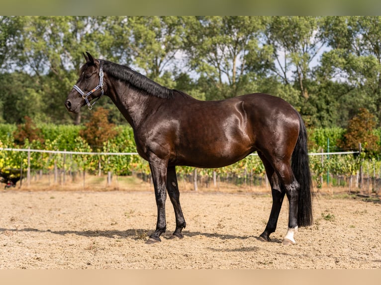 Westfaliano Giumenta 13 Anni 173 cm Baio nero in LOKEREN